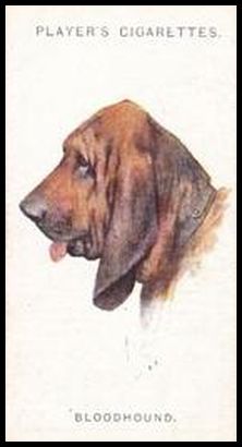 4 Bloodhound